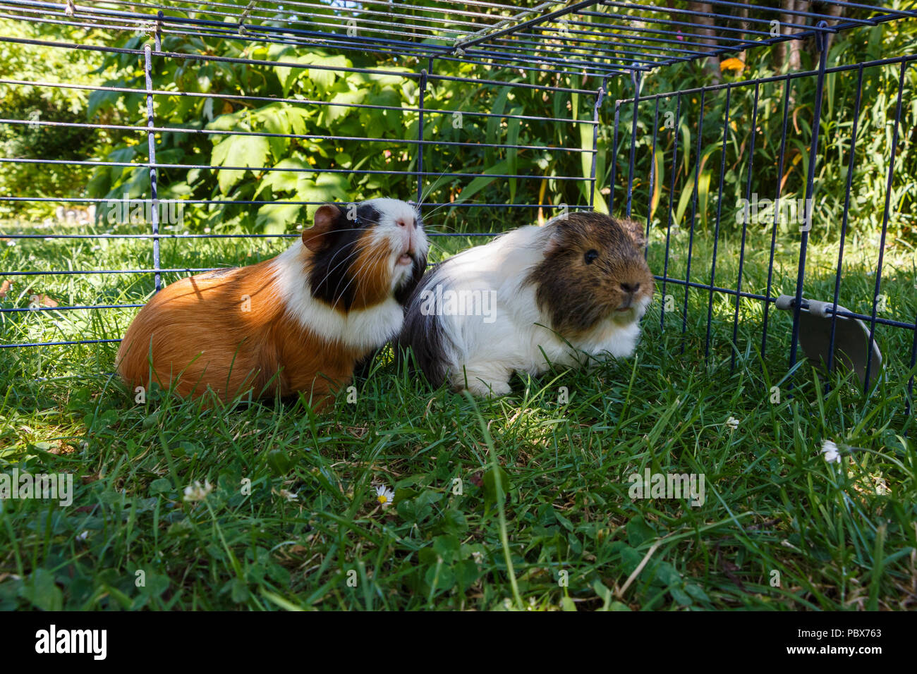 Two guinea pigs under a wire fencng in grass in a garden Stock Photo