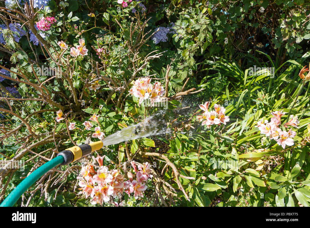 Watering plants in a garden with a green garden hose during summer Stock Photo