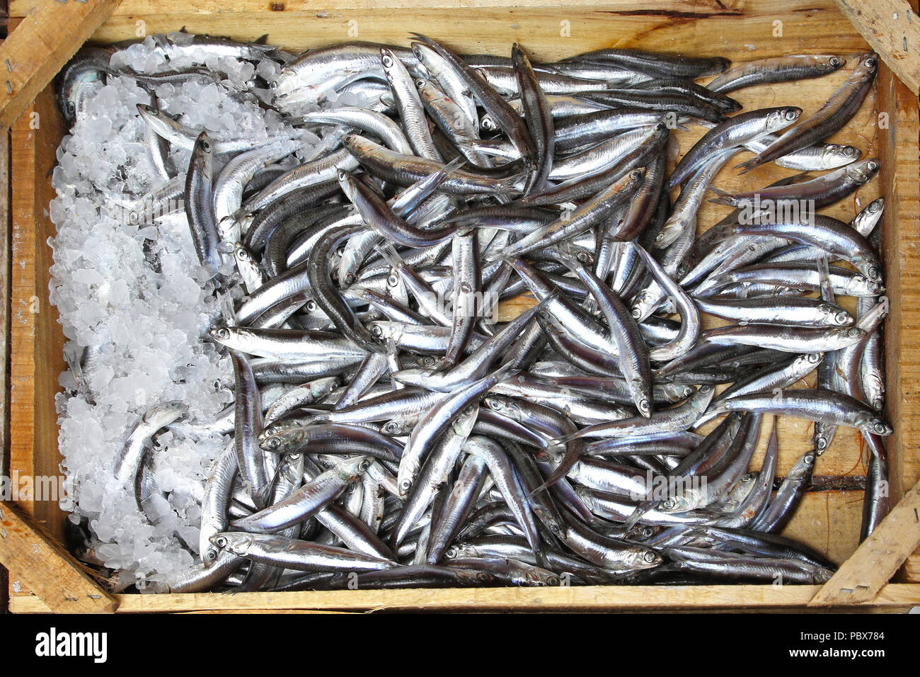 Small anchovy fishes in crate from Mediterranean sea Stock Photo Alamy