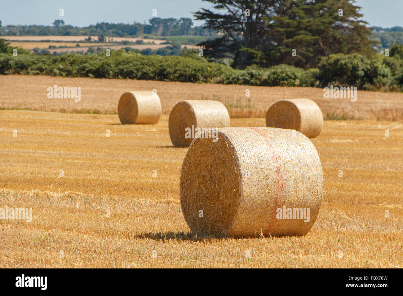Straw bales in a field after harvesting in Brittany Stock Photo - Alamy