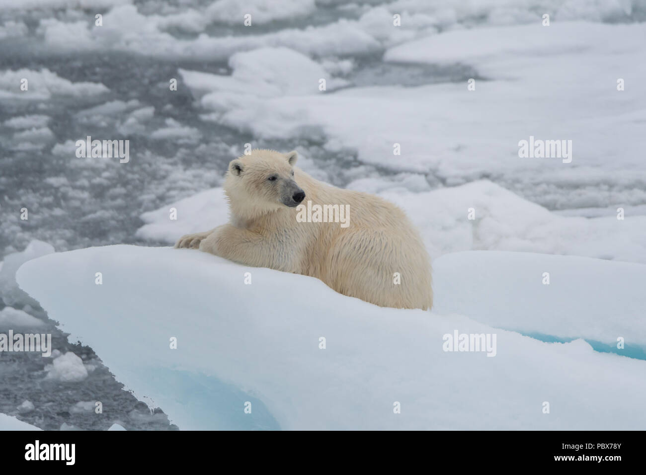 Polar bear (Ursus maritimus) lying on a floating sea ice pack off the coast of Svalbard, Norway. Stock Photo