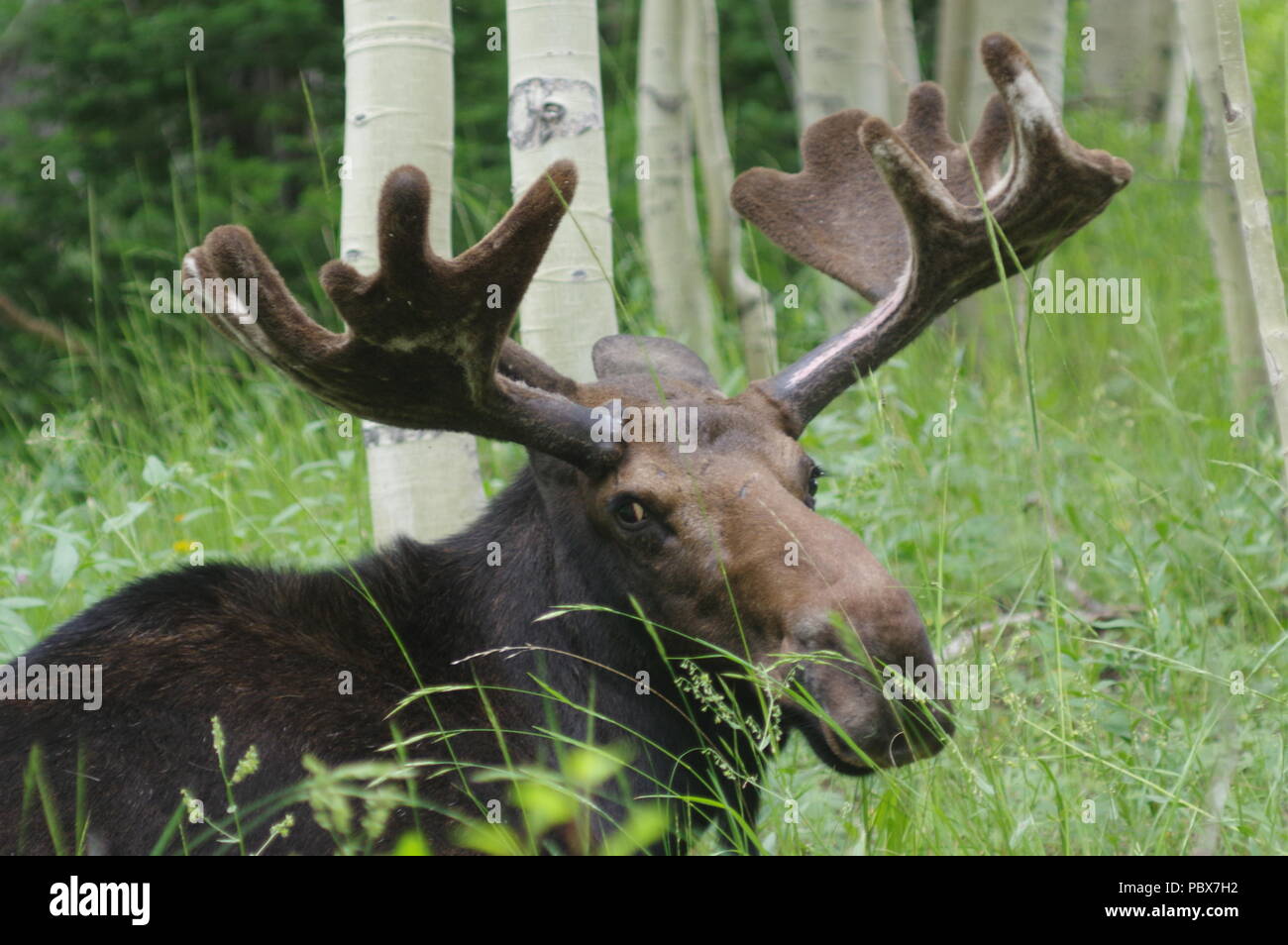 One Bull Moose seen resting on a summer day Stock Photo