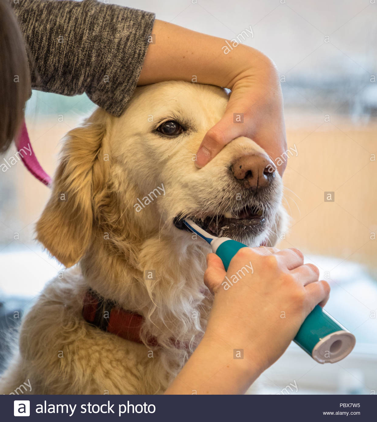 How to brush teeth dog Ultrasonic cleaning of teeth: reviews 58 How to brush teeth dog Ultrasonic cleaning of teeth: reviews 16
