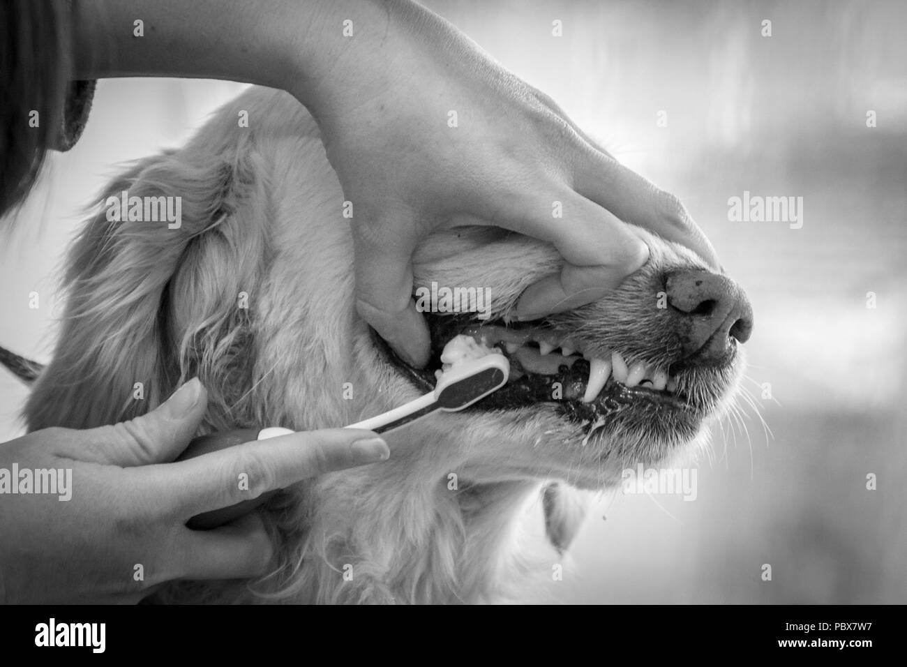 Black and white of cleaning dog’s teeth with ultrasonic toothbrushy