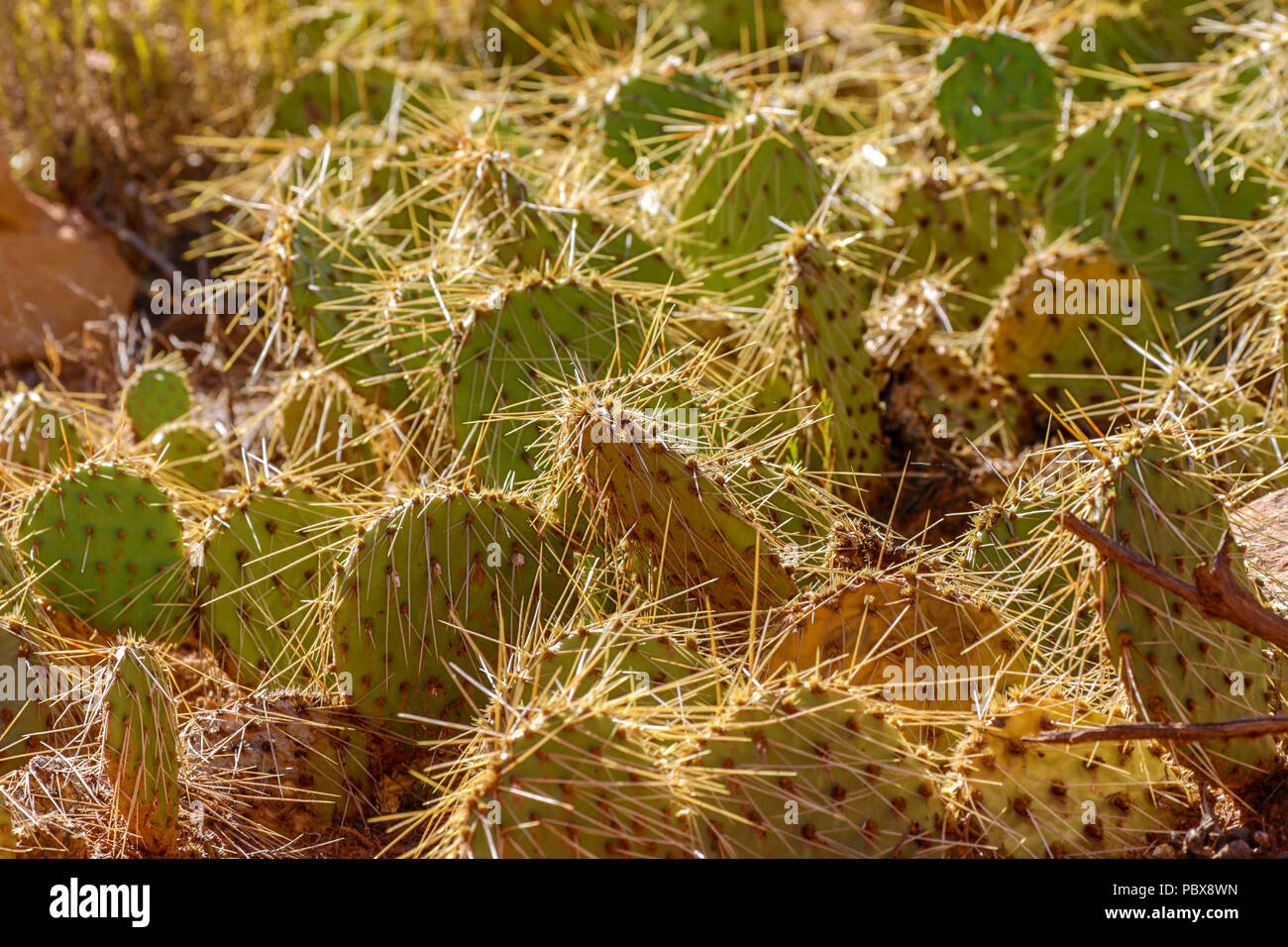 Western prickly pear hires stock photography and images Alamy