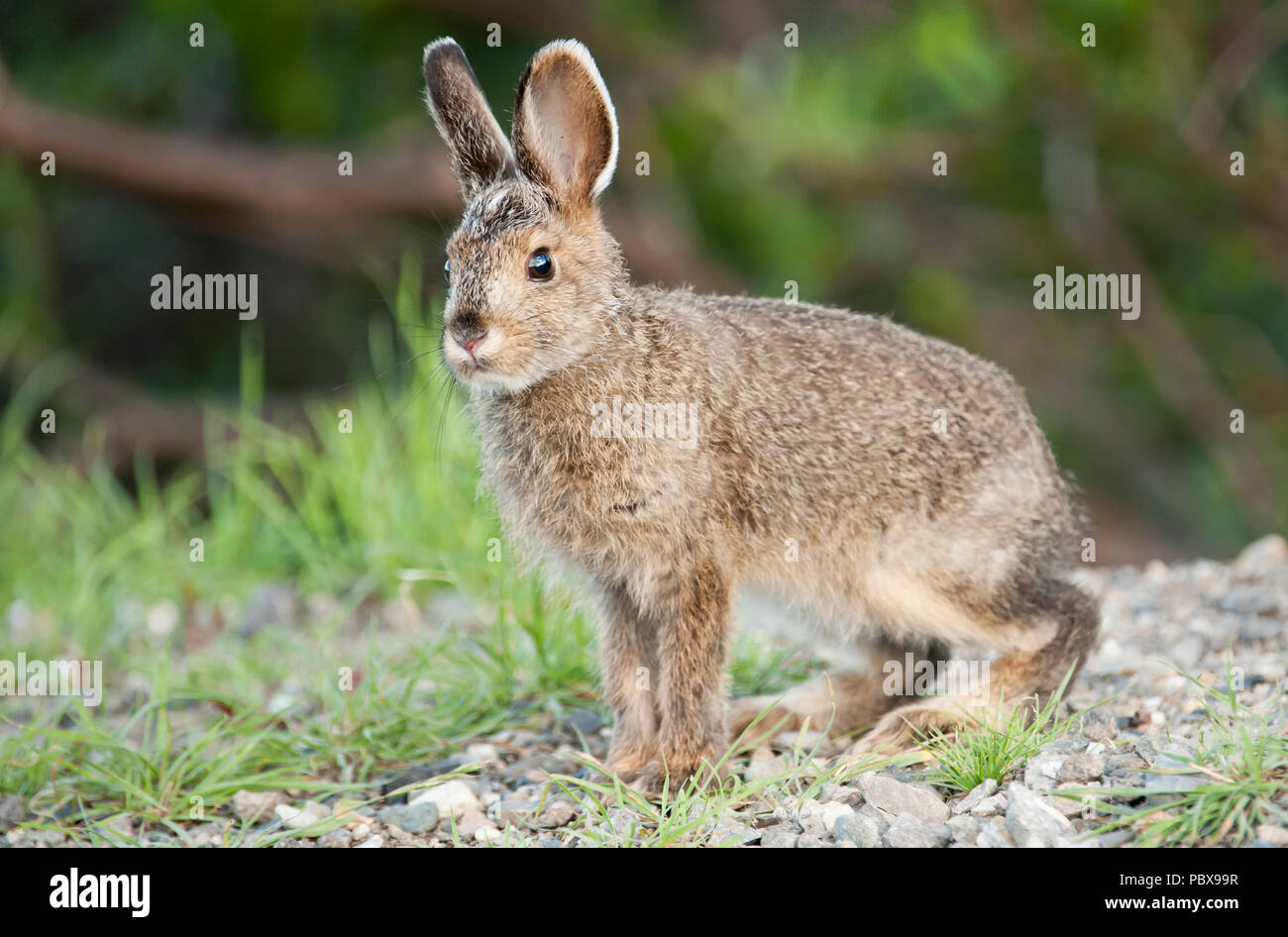Snowshoe (Varying) Hare; Baby; Leveret; Denali National Park; Alaskas