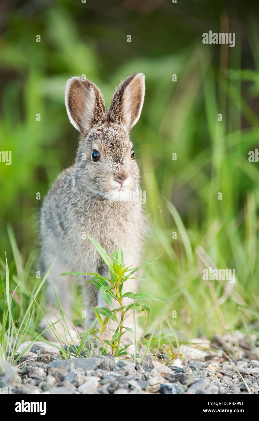 Snowshoe (Varying) Hare; Baby; Leveret; Denali National Park; Alaskas Stock Photo