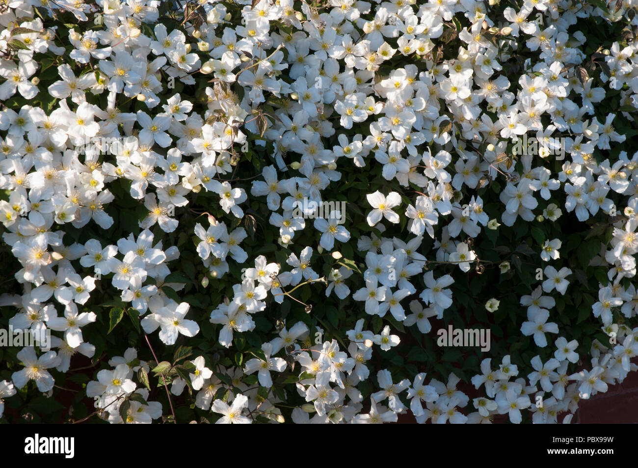 Clematis montana in close up view showing lots of white flowers in spring. Stock Photo