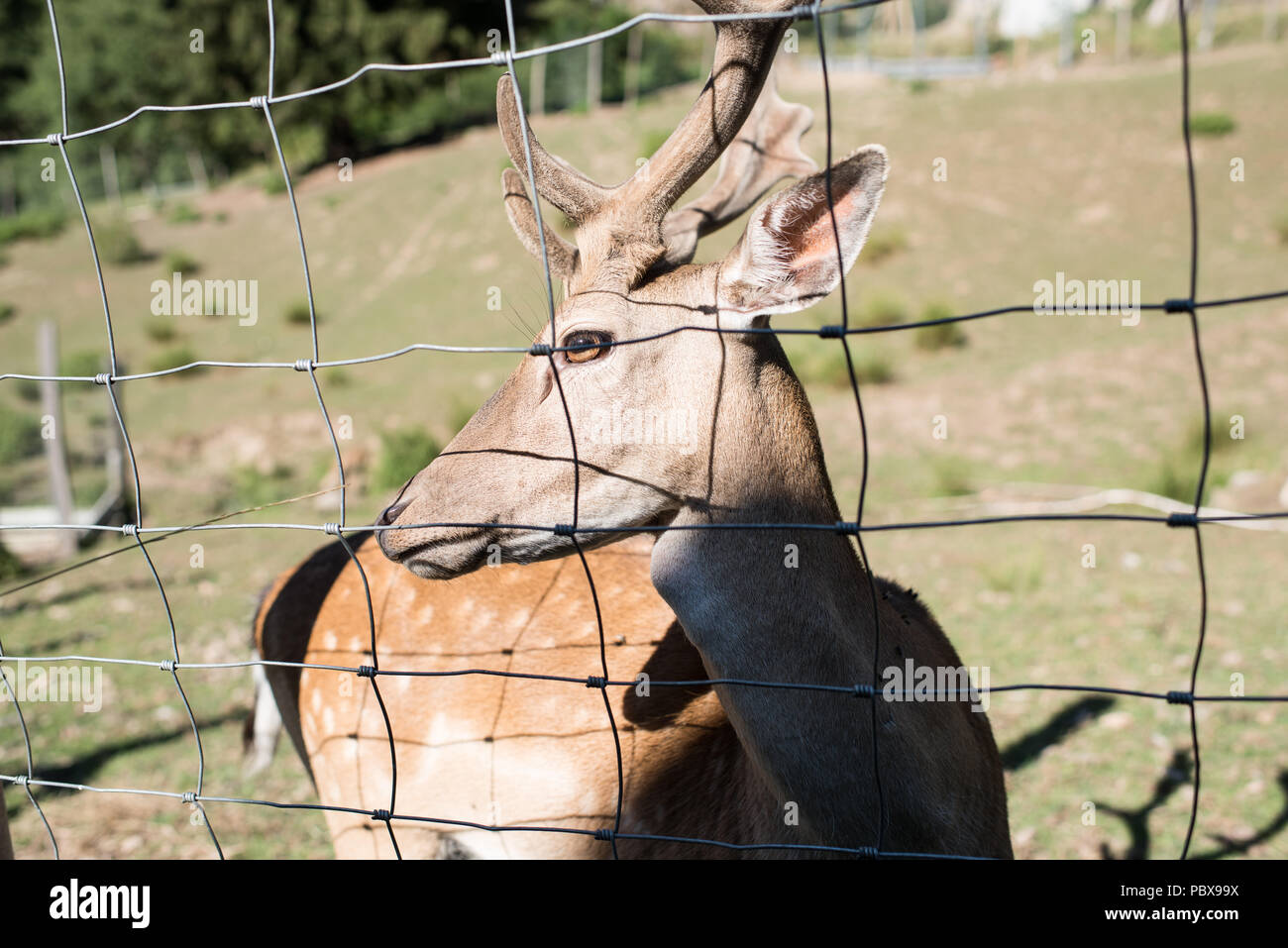 deer in the enclosure Stock Photo - Alamy