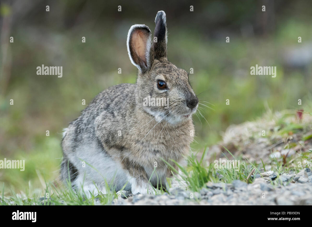Rabbits and hares hi-res stock photography and images - Alamy
