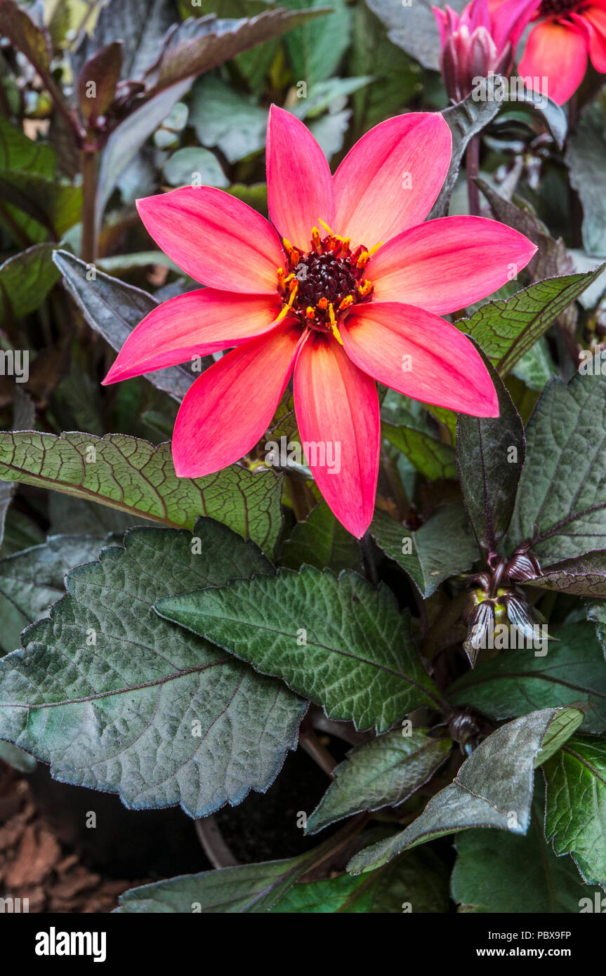 Dahlia 'Neon' Bright Pinkish - Red flowers with very dark leaves.Ideal for bedding or pot plant. Stock Photo