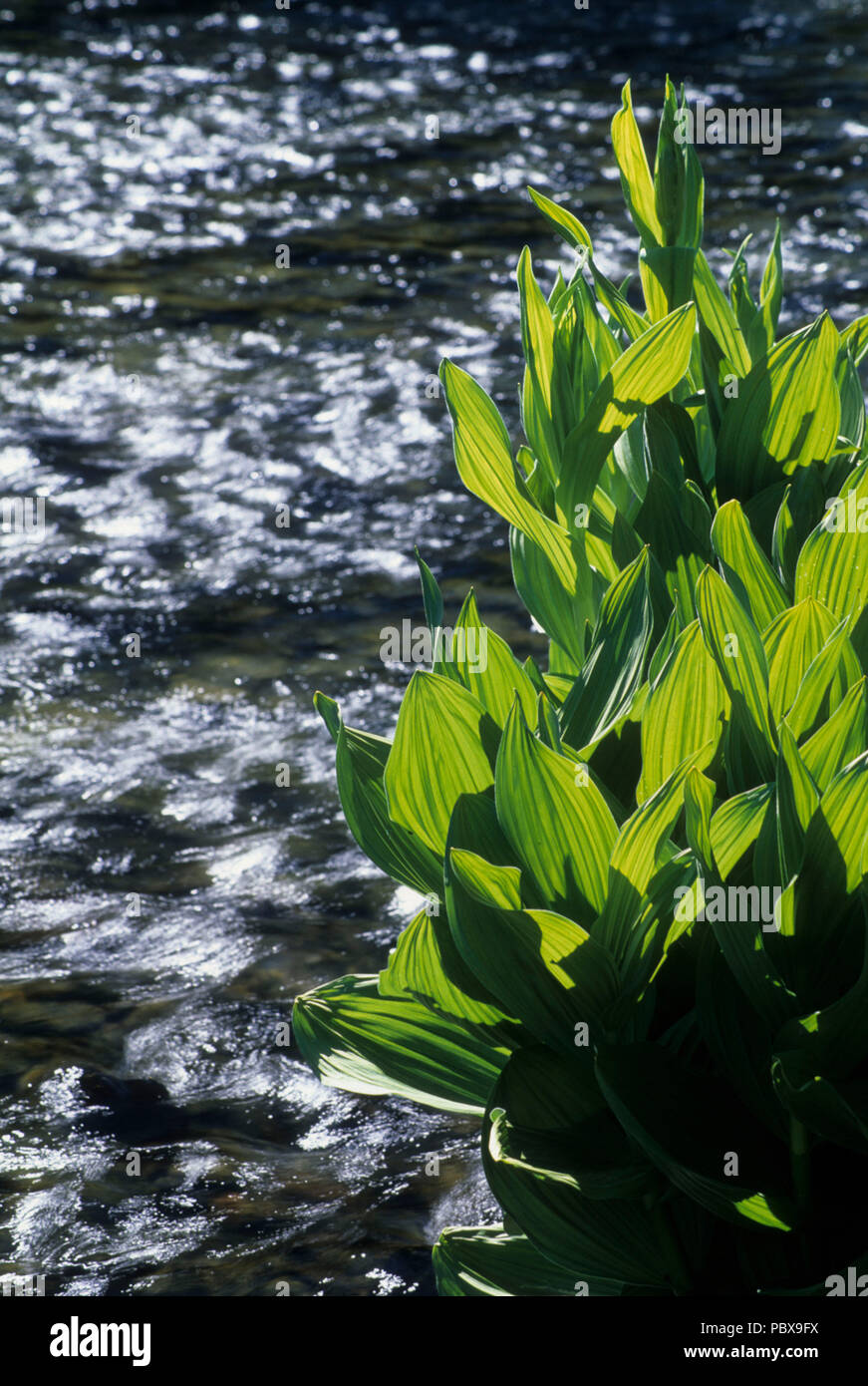 False hellebore on the Deschutes Wild & Scenic River, Cascade Lakes National Scenic Byway, Deschutes National Forest, Oregon Stock Photo