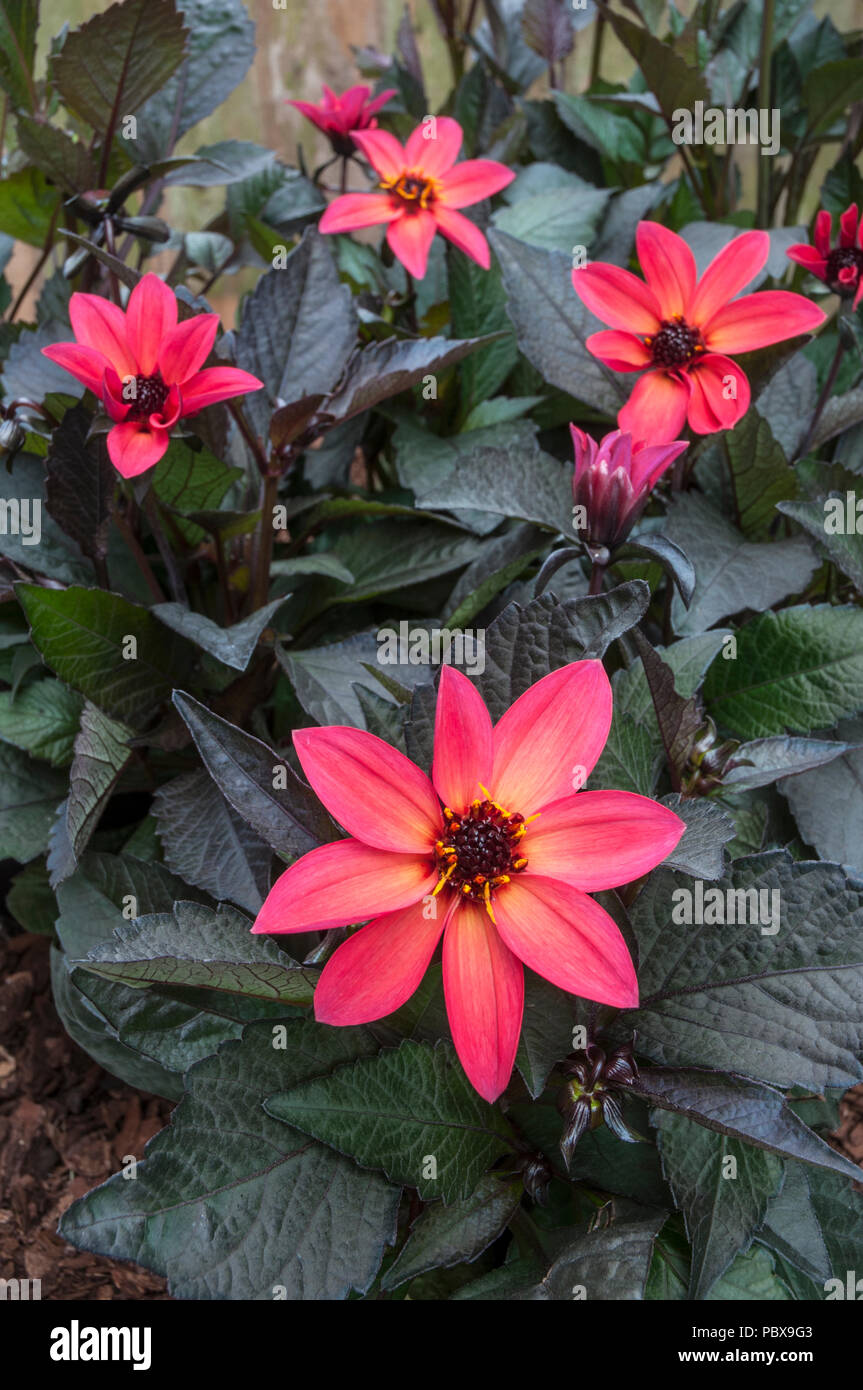 Dahlia 'Neon' Bright Pinkish - Red flowers with very dark leaves.Ideal for bedding or pot plant. Stock Photo