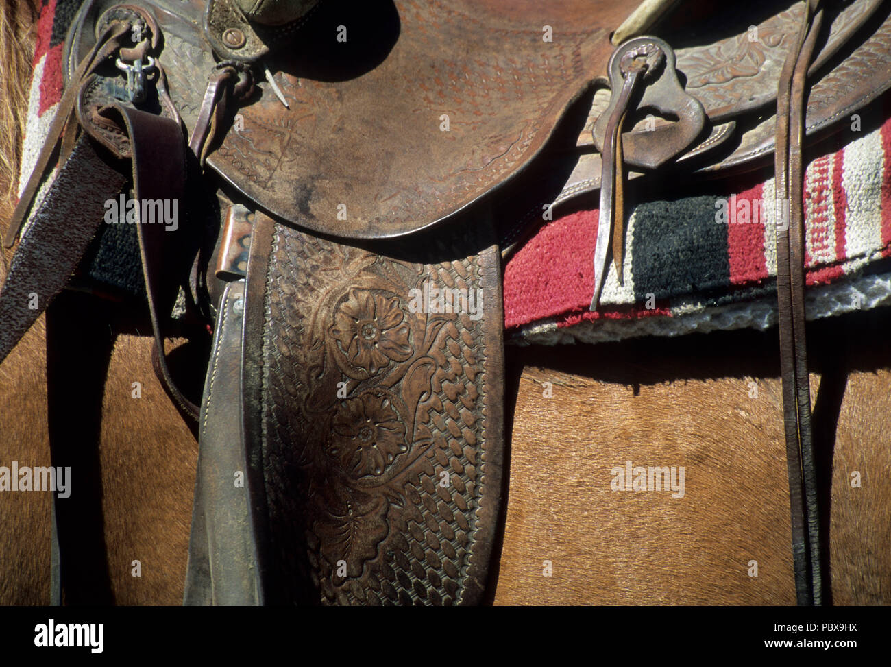 Saddle on horse, Jordan Valley, Oregon Stock Photo