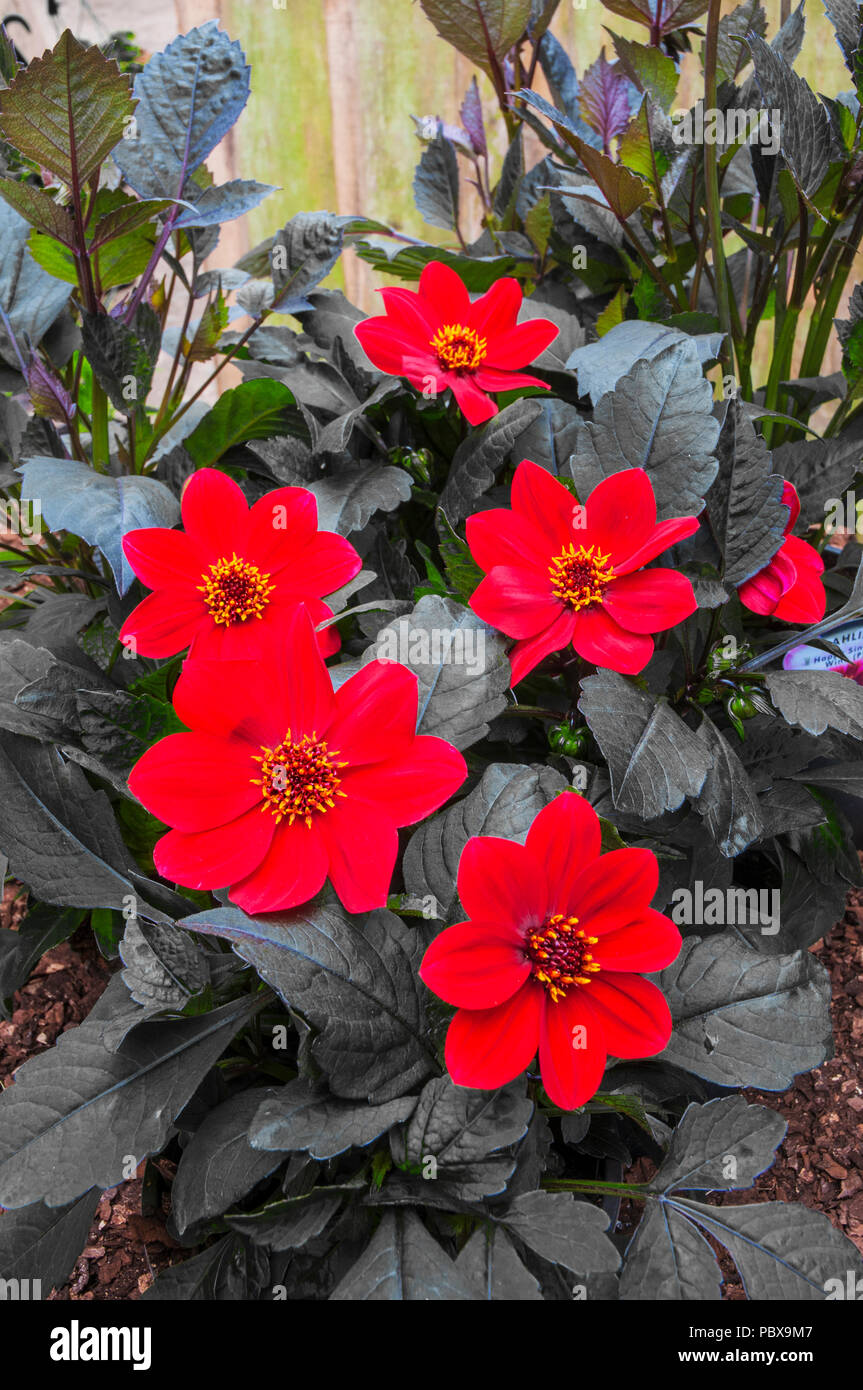 Dahlia 'Wink' Bright red flowers with very dark leaves.Ideal for bedding or pot plant. Stock Photo