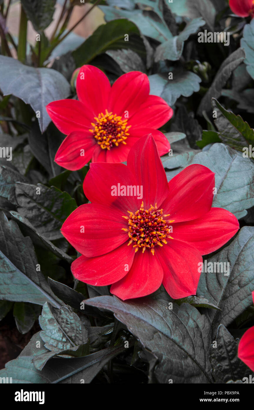 Dahlia 'Wink' Bright red flowers with very dark leaves.Ideal for bedding or pot plant. Stock Photo