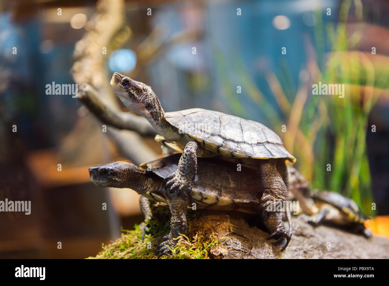 Turtles making love close up in the water Stock Photo - Alamy