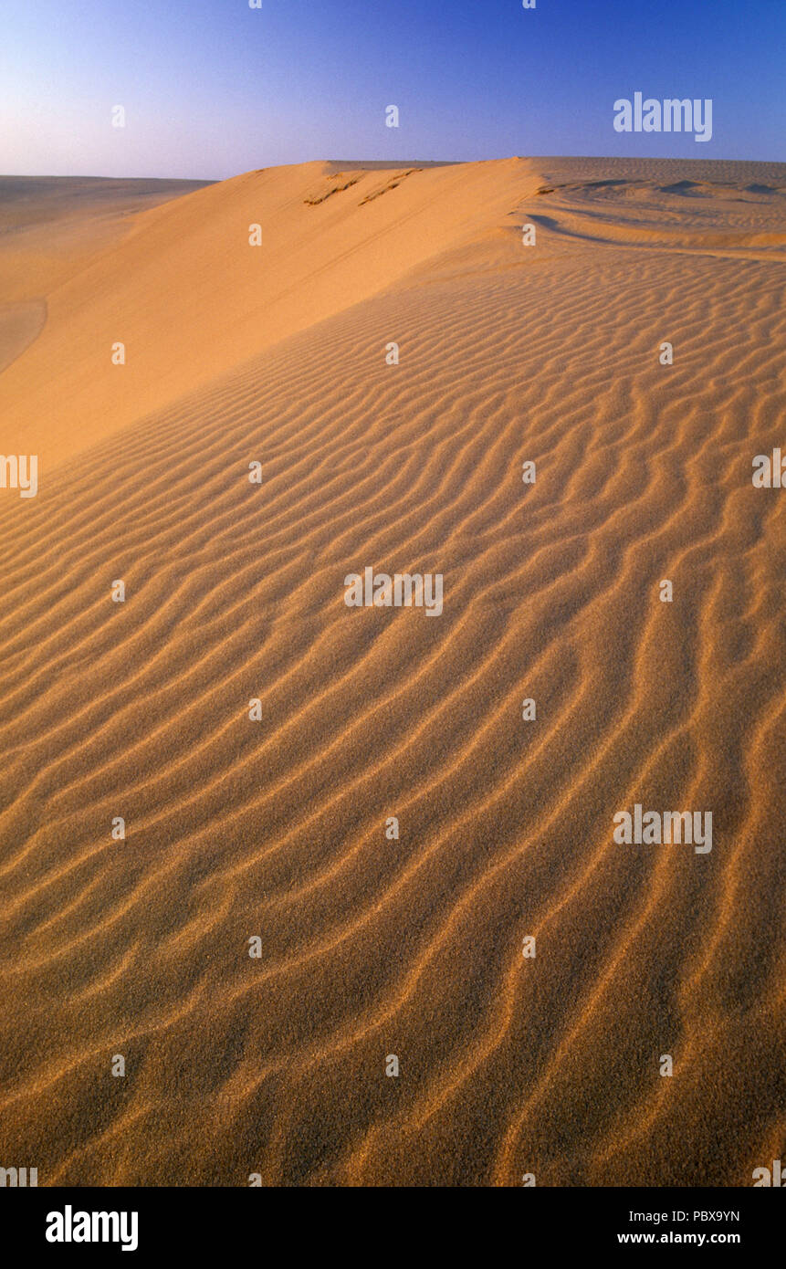 Sand Dune, Umpqua Dunes Scenic Area, Oregon Dunes National Recreation ...