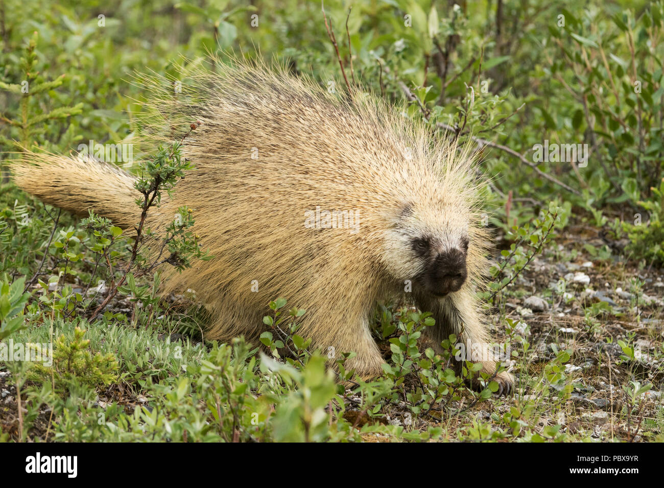 https://c8.alamy.com/comp/PBX9YR/porcupine-quills-denali-national-park-alaska-PBX9YR.jpg