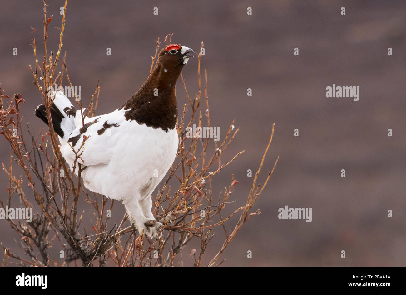 Birds; Willow Ptarmigan; Male; Spring. Willows; Alaska Stock Photo Alamy