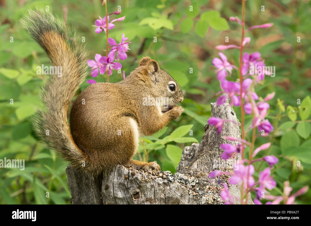Tree Squirrels; American Red Squirrel; Denali National Park; Alaska
