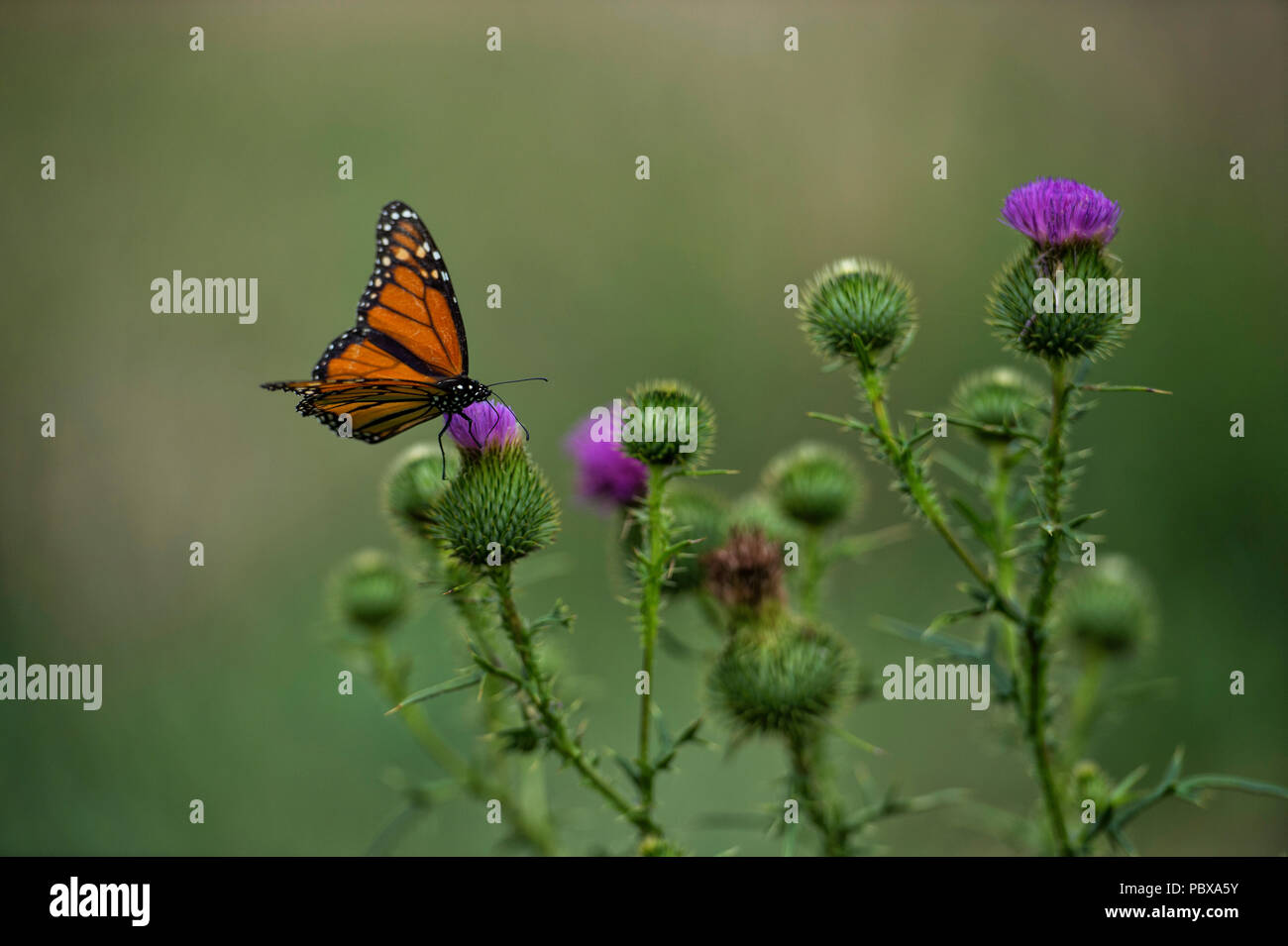 UNITED STATES: 2018: The monarch butterfly or simply monarch (Danaus plexippus) is a milkweed butterfly (subfamily Danainae) in the family Nymphalidae Stock Photo