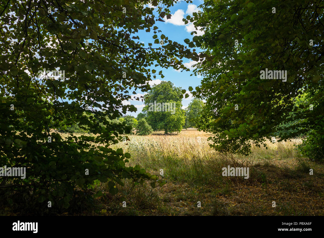 View of a tree standing in a grass meadow field of an outdoor park taken from dense wooded area forest nearby Stock Photo