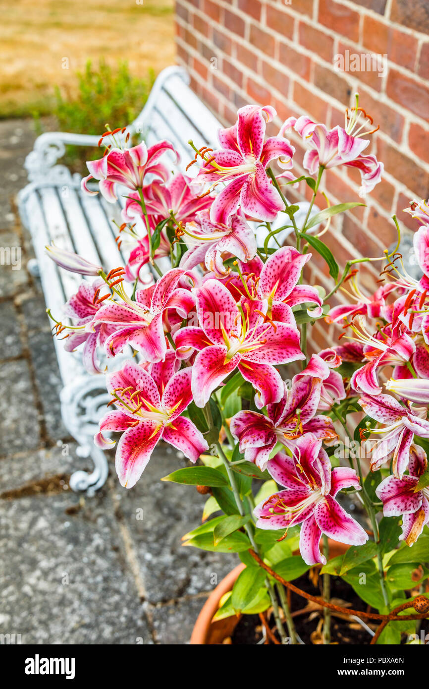 Dark pink Turk's cap lily (Lilium martagon) flowering in a garden in southern England in summer (July) with a white bench seat Stock Photo