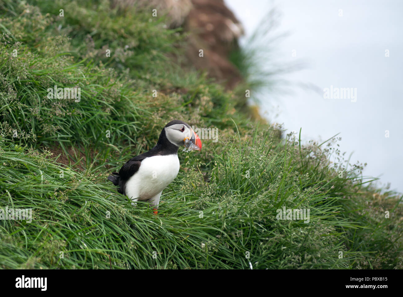 Atlantic Puffin, Fratercula artica in Borgarfjordur, Iceland Stock Photo