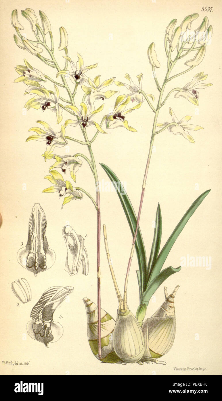 158 Dendrobium canaliculatum var. canaliculatum (as Dendrobium tattonianum) - Curtis' 91 (Ser. 3 no. 21) pl. 5537 (1865) Stock Photo
