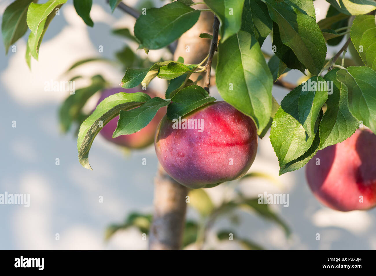 Red apples on apple tree branch Stock Photo - Alamy