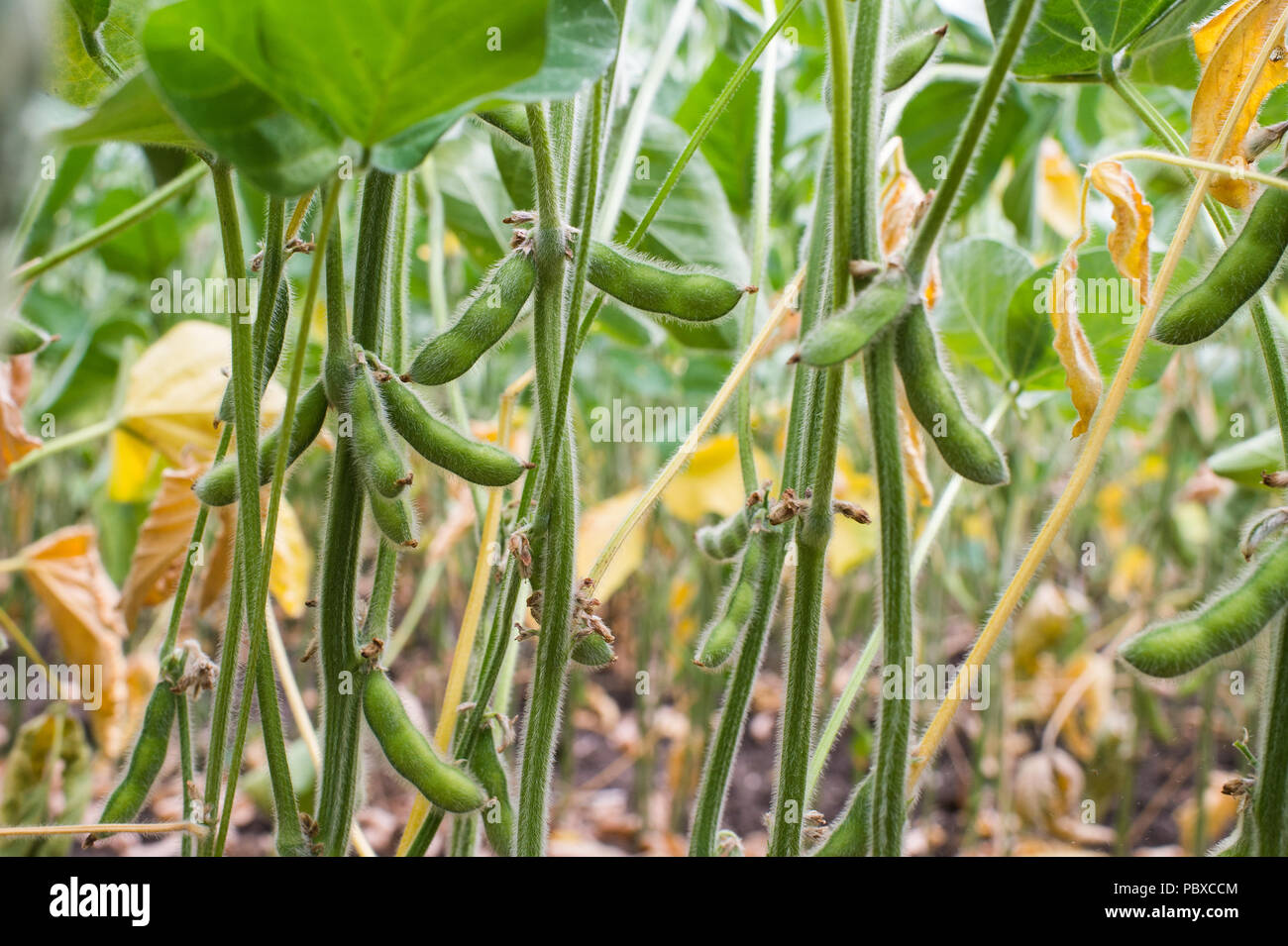 Soybeans field closeup in summer Stock Photo Alamy