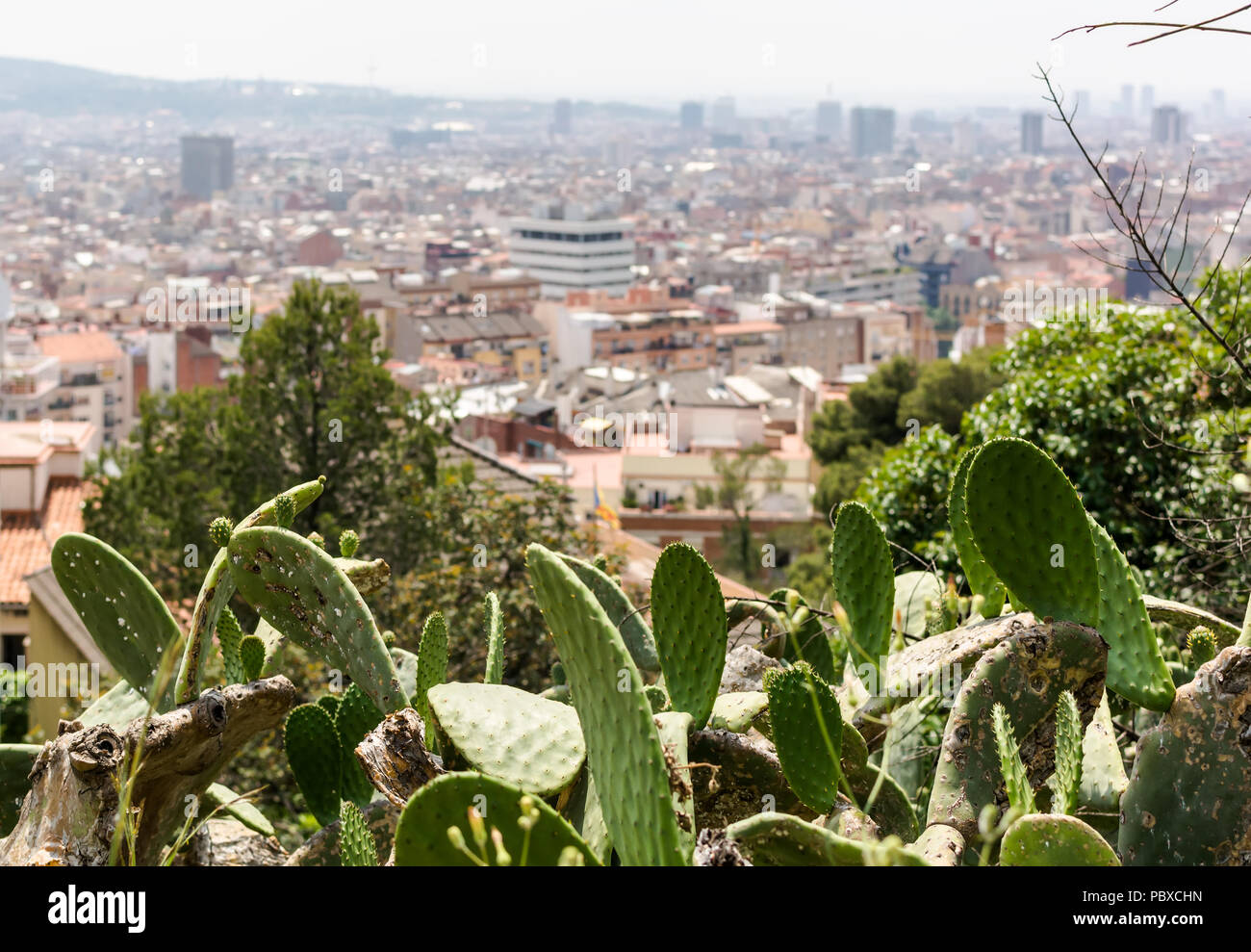 Opuntia, commonly called prickly pear, in Park Guell with aerial view to Barcelona city. Opuntia is a genus in the cactus family, Cactaceae. Stock Photo