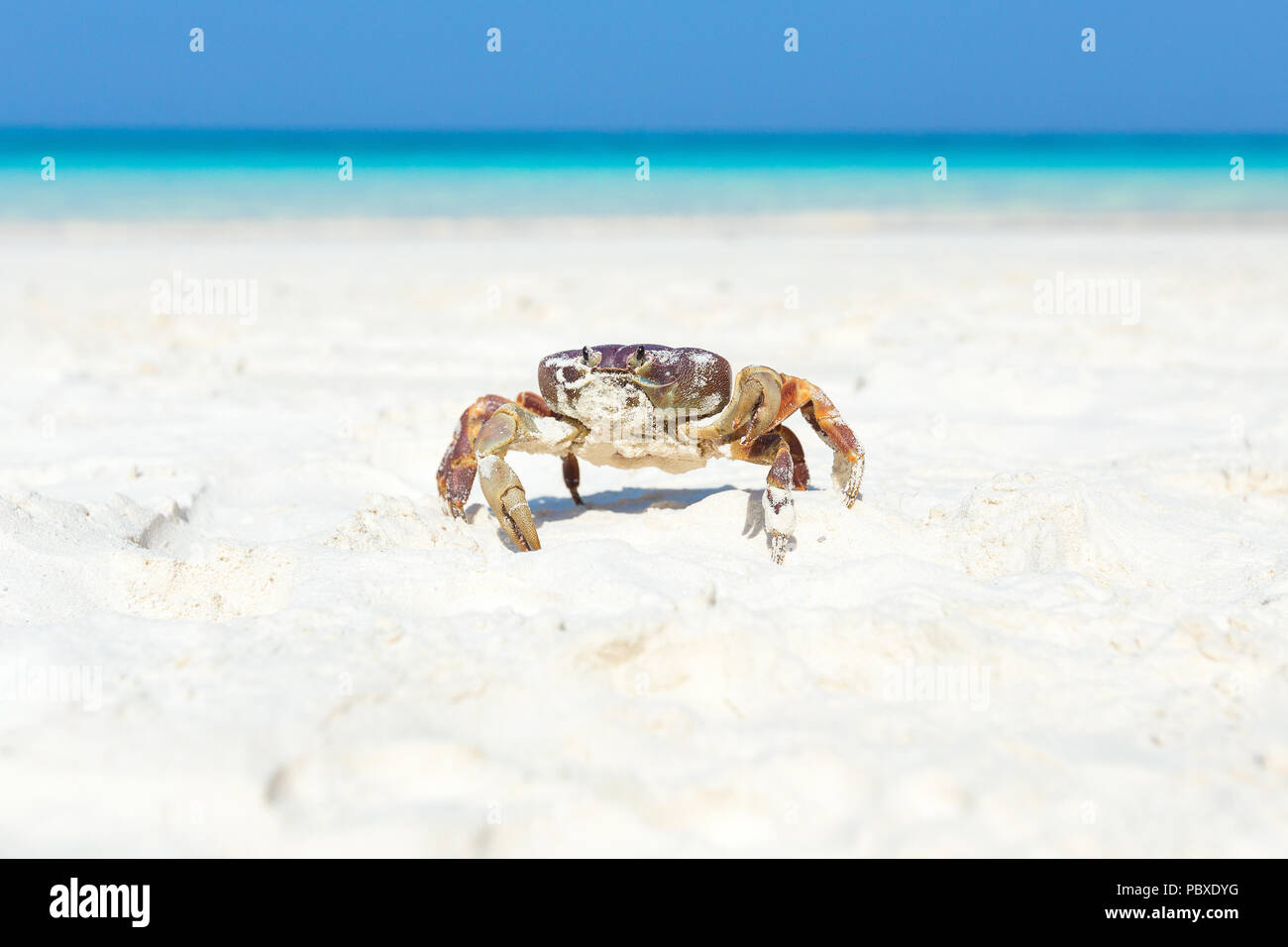 Crab on Tachai island, Phangnga Province, Thailand Stock Photo