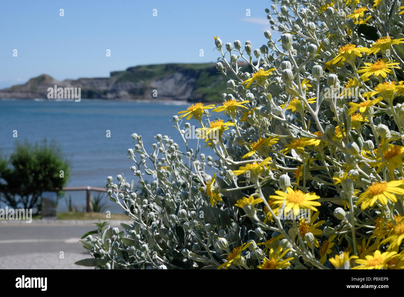 Yellow flowers and silver leaves of Brachyglottis greyi in the foreground against a background of Runswick Bay seascape and blue sky Stock Photo