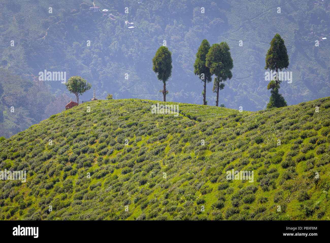 West bengal tea hi-res stock photography and images - Alamy