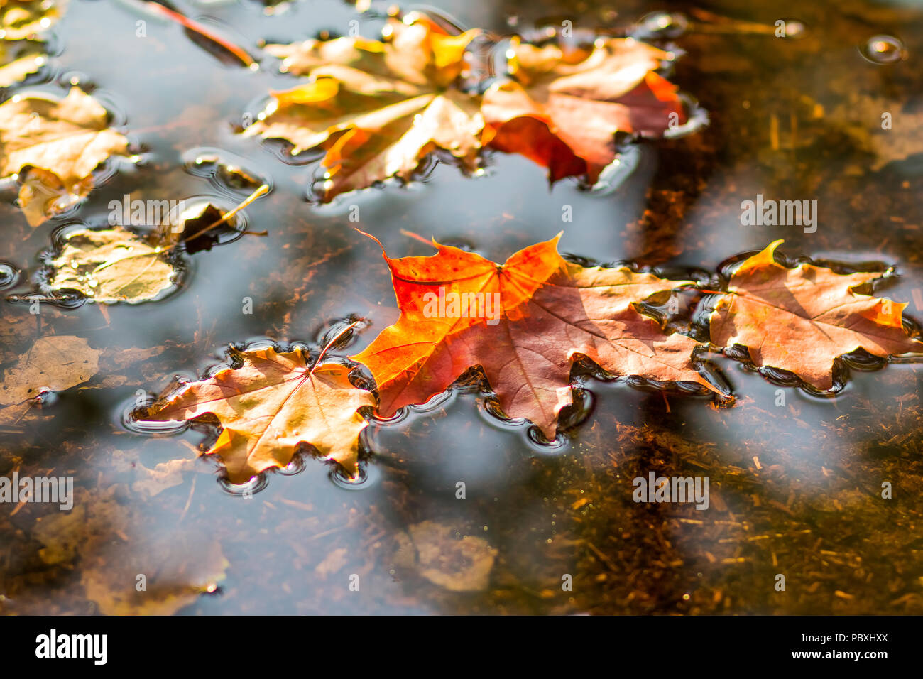 An image of scattered autumn leaves on the water, their vibrant