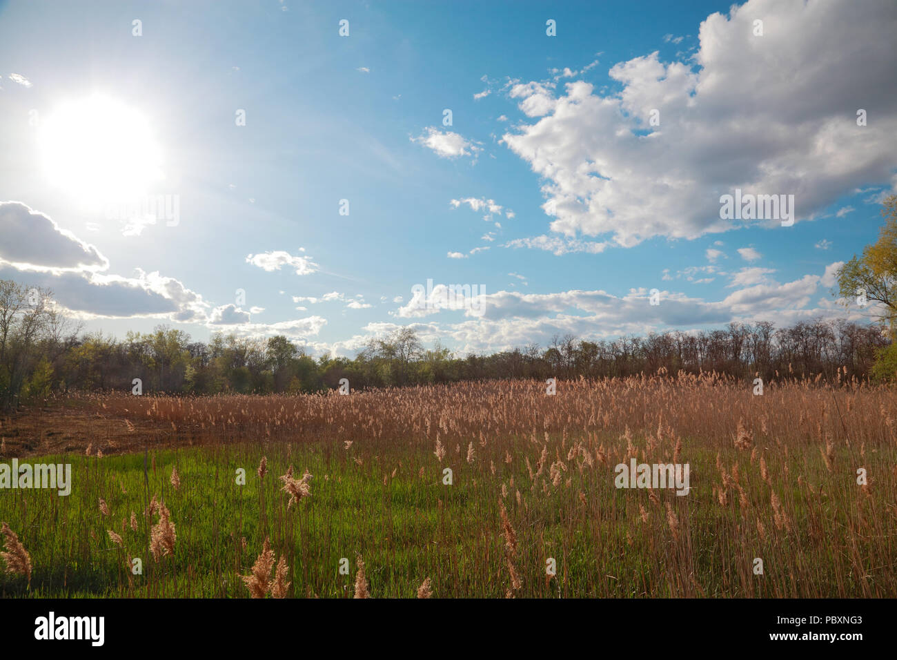 Landscape with reeds, swampy terrain Stock Photo