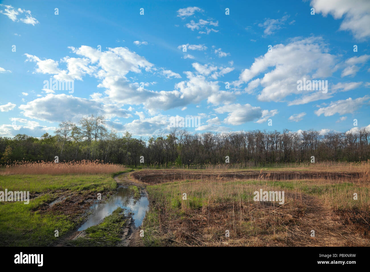 Spring natural landscape with a puddle, and a blue sky with clouds ...