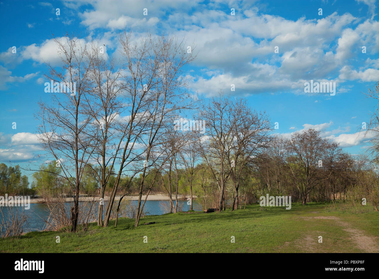 Spring natural landscape, trees on the river bank Stock Photo - Alamy