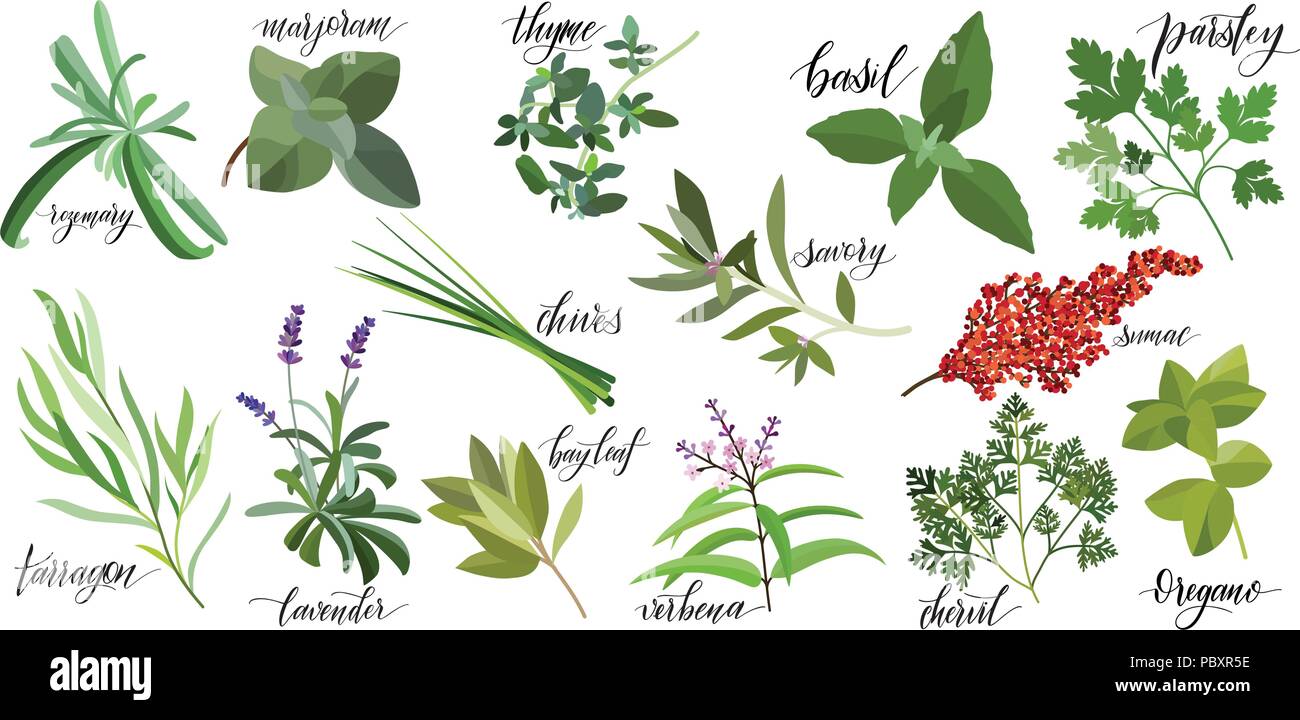 Set of popular culinary herbs with hand written names. Rosemary, majoram, thyme, basil, parsley, chives, savory, sumac, tarragon lavender bay leaf verbena chervil oregano Stock Vector