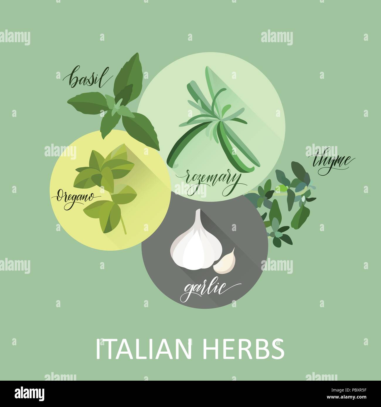 Italian herbes. Hand written names. Aromatic cooking herbs Stock Vector