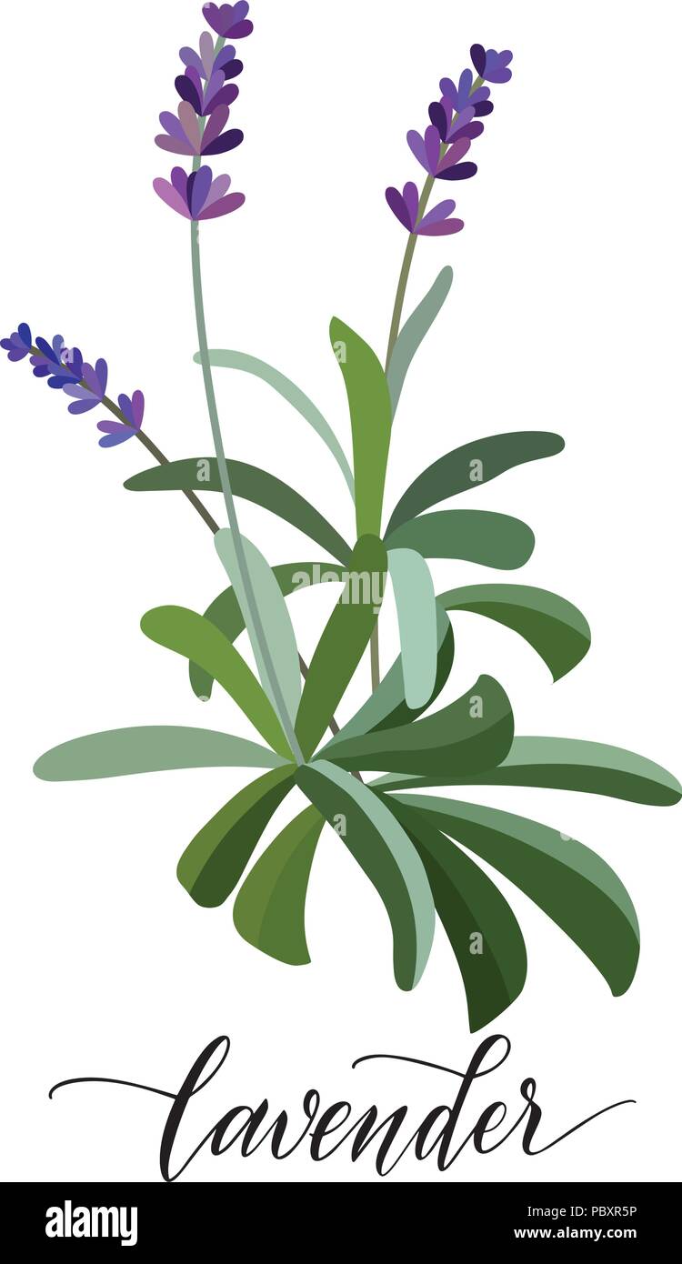 Lavender flower in flat style. Hand written text. Vector Stock Vector
