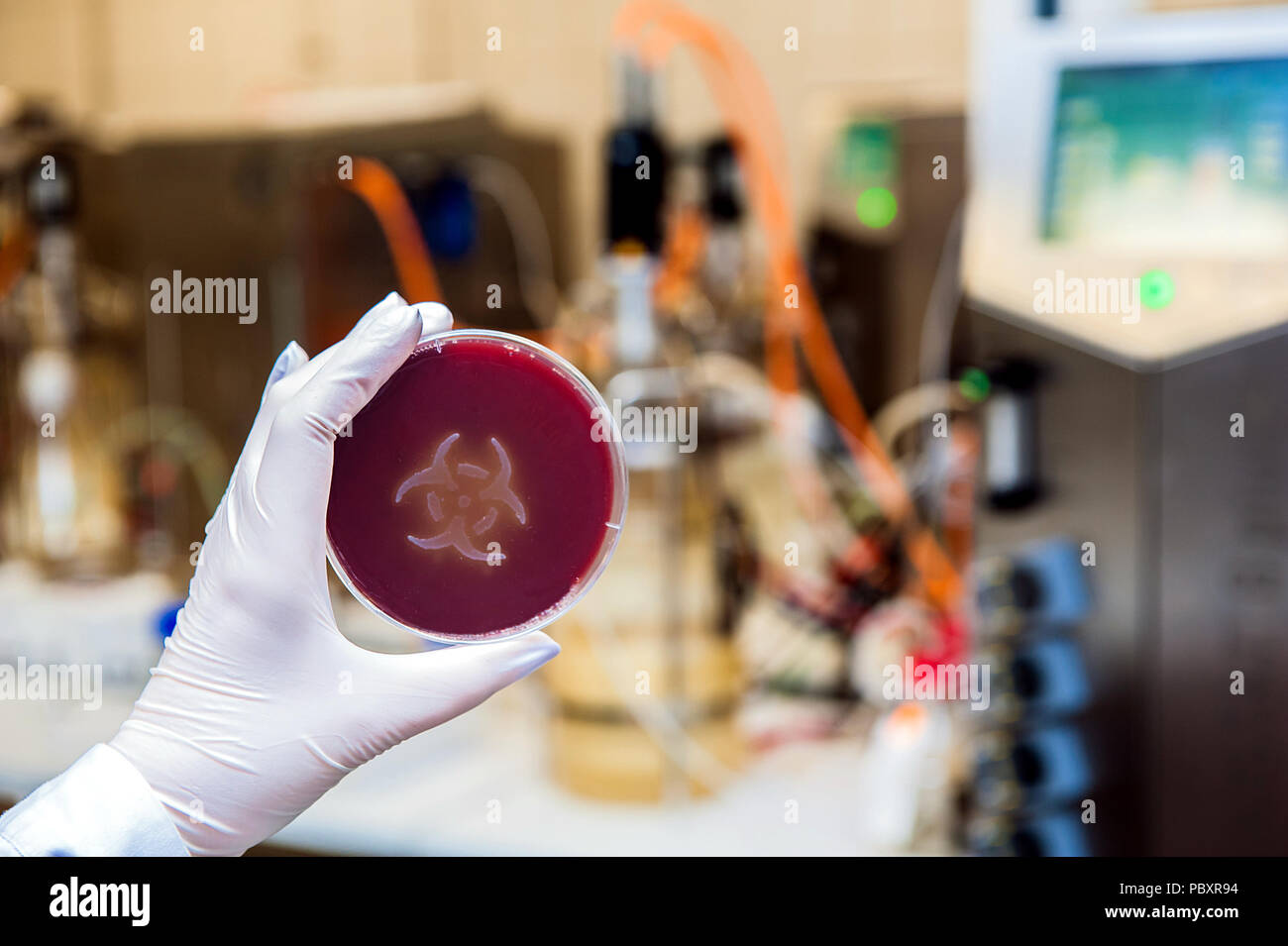 A hand in disposable glove holding up a petri dish with a bacteria culture in the shape of the biohazard symbol in a biotechnology laboratory. Stock Photo