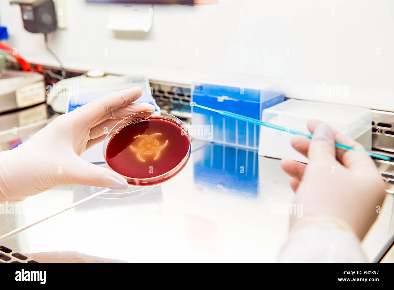 Bio hazard symbol in petri dish in hands of researcher inside laboratory Stock Photo