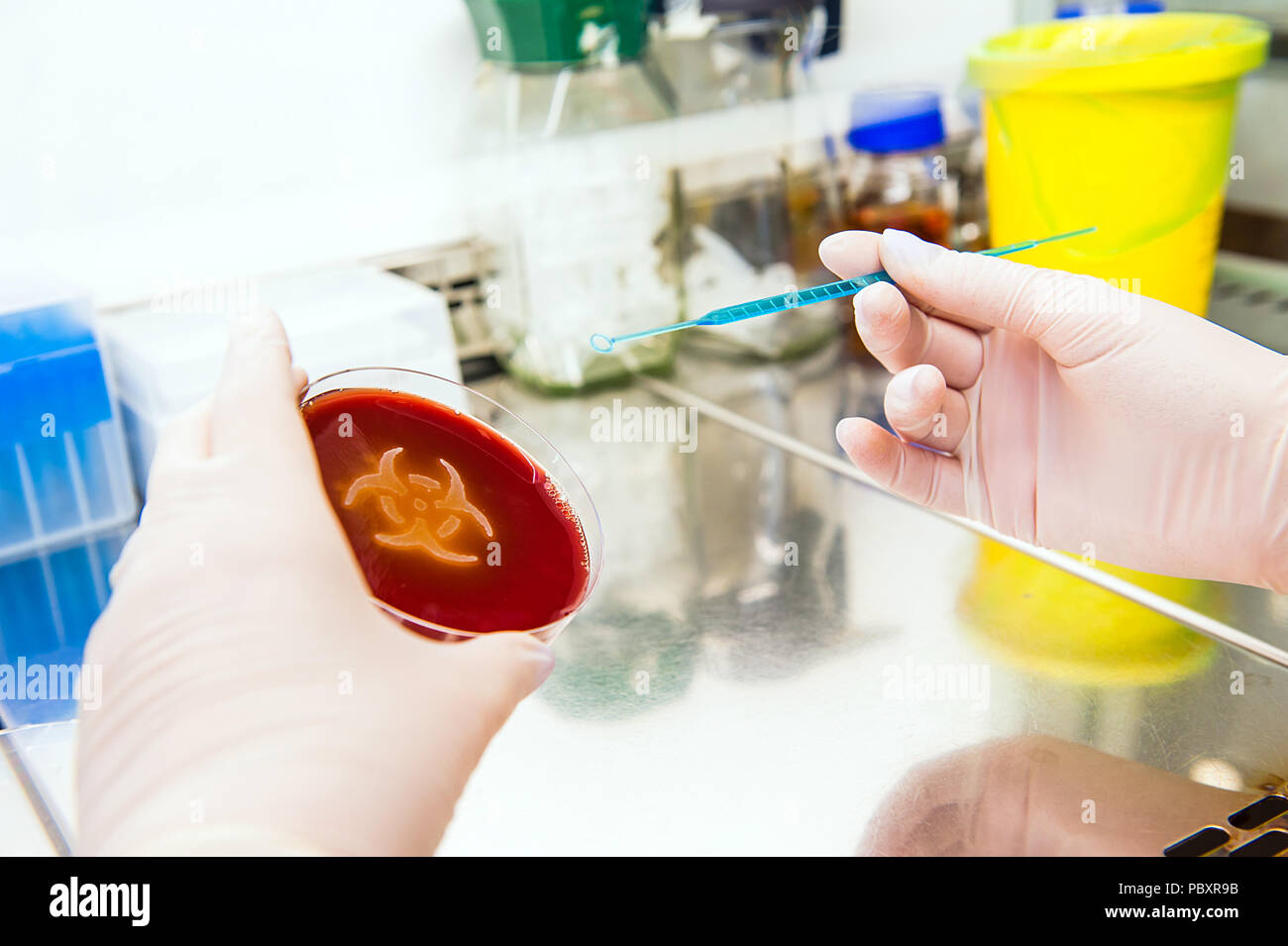 hand working with inoculating loop for spreading bacteria. Petri plate with agar and bacteria escherichia coli in shape of biohazard Stock Photo