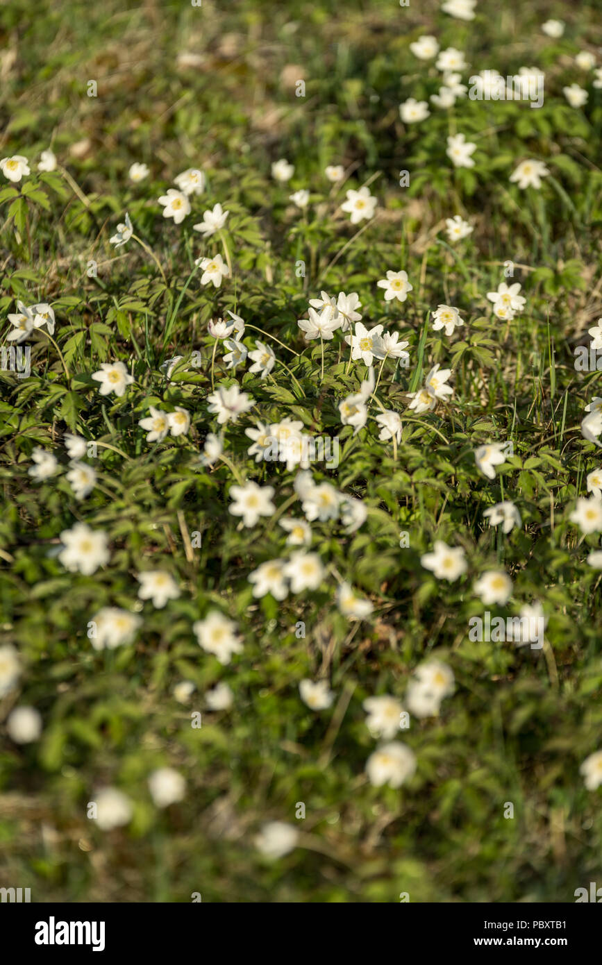 large field of white anemone flowers in spring. a plant of the