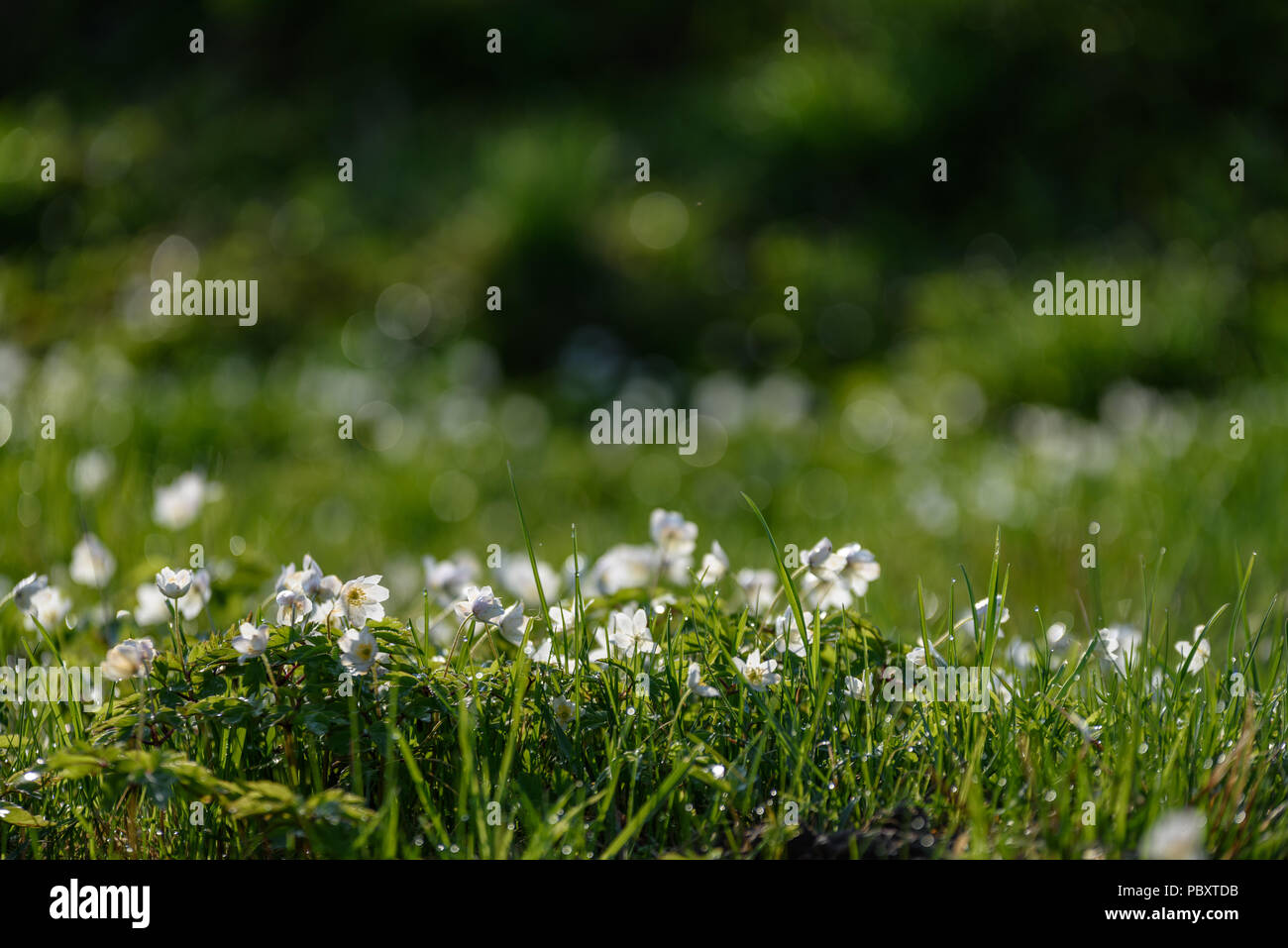 large field of white anemone flowers in spring. a plant of the