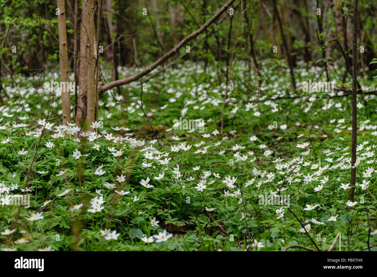 large field of white anemone flowers in spring. a plant of the