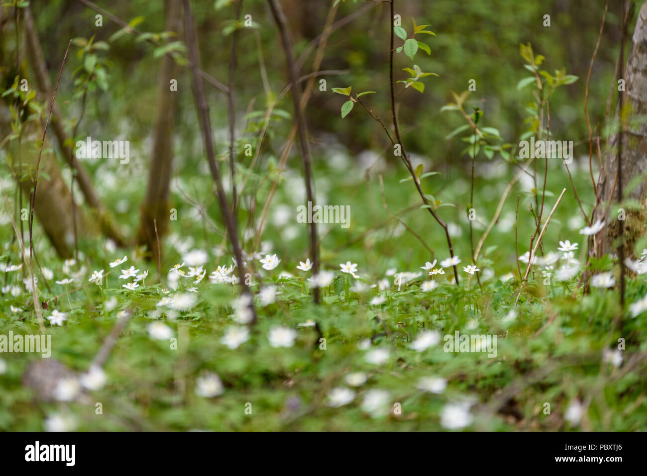 large field of white anemone flowers in spring. a plant of the